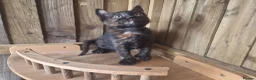 Mixed Breed cats for sale: 3 Tortie Kittens Polydactyl  - Advert 4