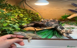 Bearded Dragon reptiles for sale: Sweetest Rankin Dragon needing a new home - Advert 4