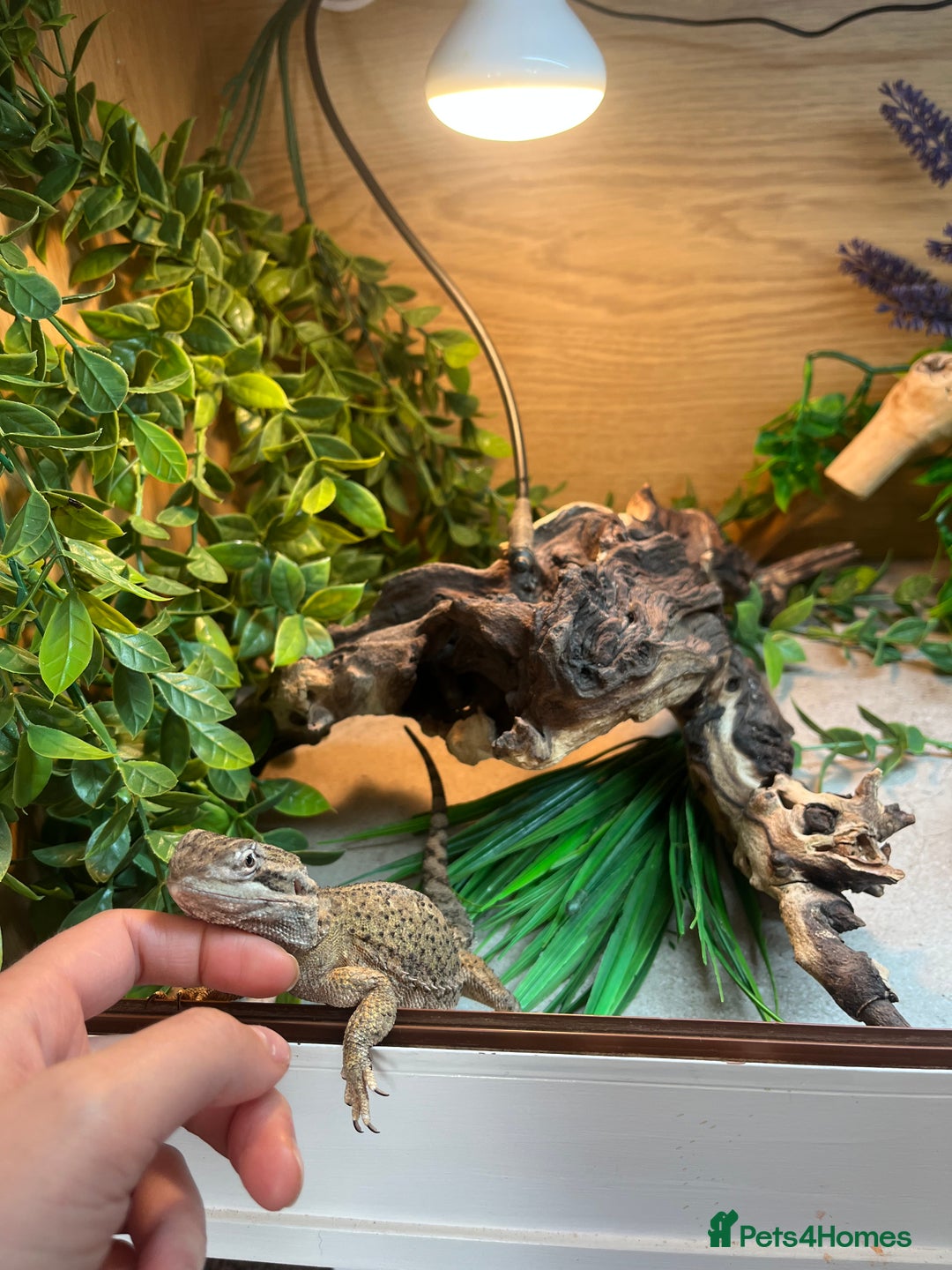 Bearded Dragon reptiles for sale: Sweetest Rankin Dragon needing a new home - Advert 4