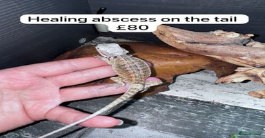 Bearded Dragon reptiles - Advert 6