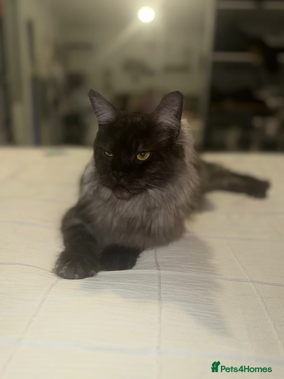 Maine Coon cats for sale: Pedigree Maine Coon kittens champion blood line - Advert 19