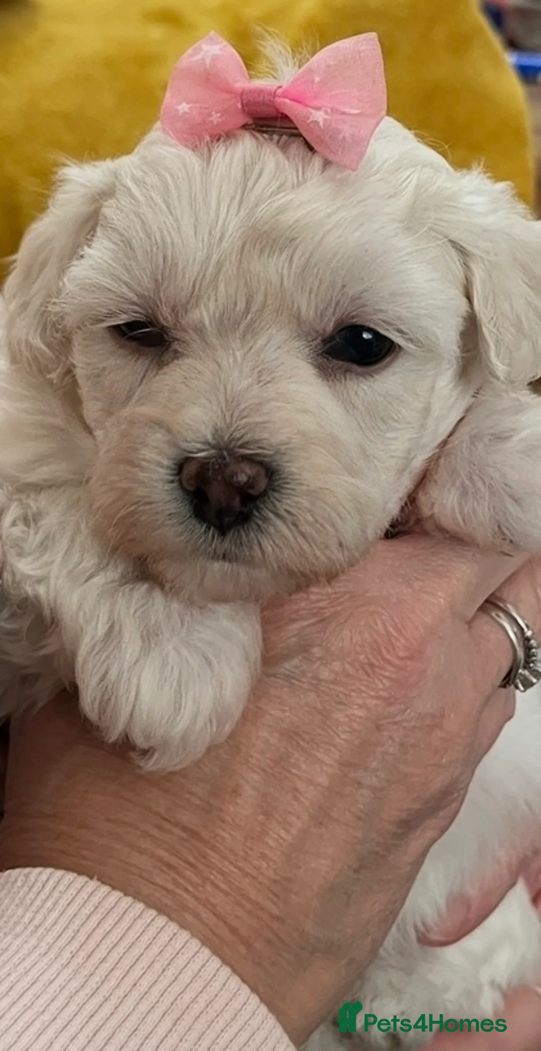 Maltipoo dogs for sale: 🐾Maltipoo Puppies🐾 in Abingdon - Advert 13