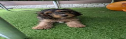 Cockapoo dogs for sale: Ready f1 Show/Toy boy for his forever home - Advert 15