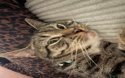 Mixed Breed cats for sale: Snowy and pip🩵💕 - Image 3