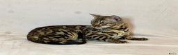 Bengal cats for sale: Pure Bengal Girl - Advert 1
