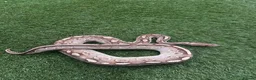 Python Snake reptiles for sale: Various Royal Pythons For Sale in Farnham - Advert 4