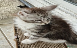 Maine Coon cats for sale: Beautiful maine coon kittens  - Image 17