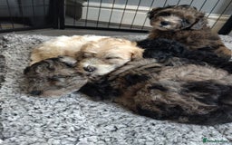 Poochon dogs for sale: Poochons💥 2 Beauties READY TO LEAVE NOW 💥  - Image 39