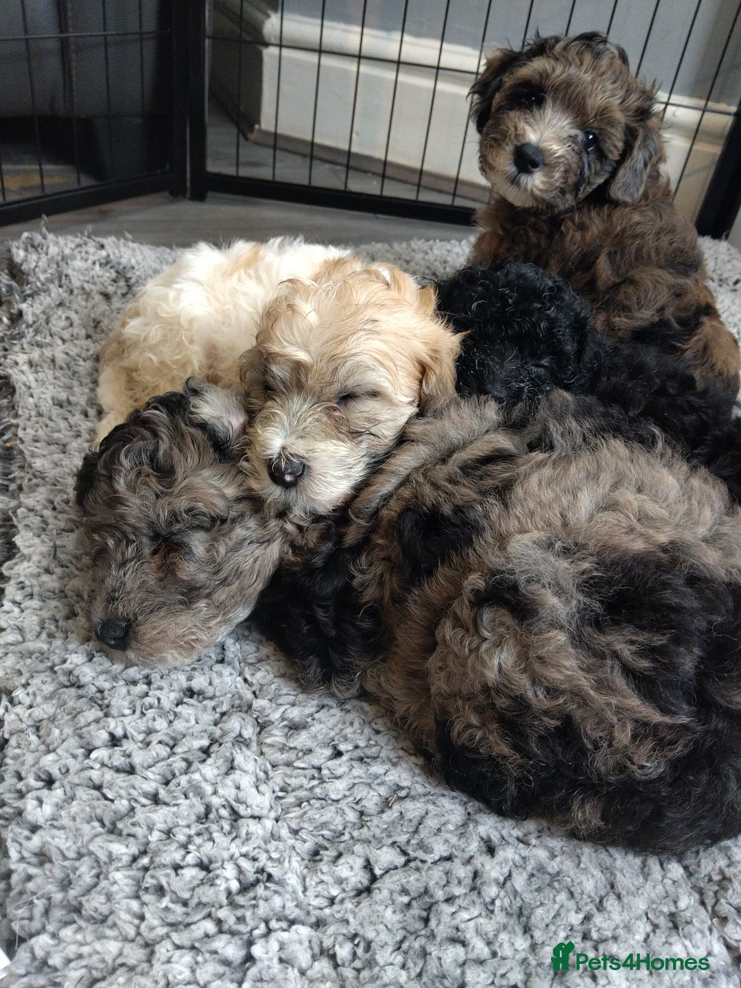 Poochon dogs for sale: Poochons💥 2 Beauties READY TO LEAVE NOW 💥  - Image 39