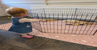 Cavachon dogs - Advert 13