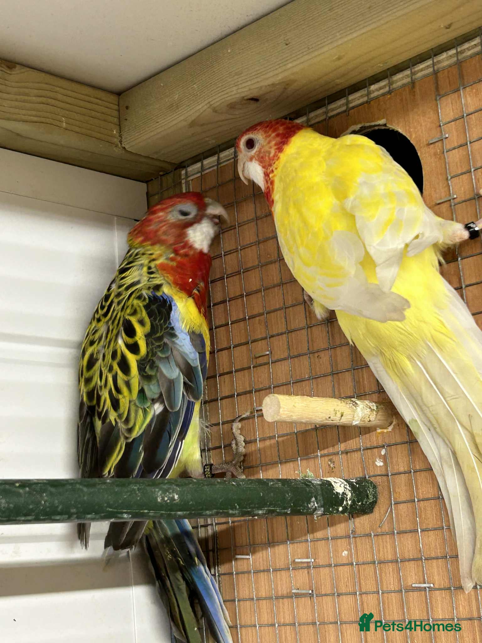 Parakeets birds Rosellas  - Advert 8