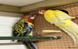Parakeets birds for sale: Rosellas  - Image 1