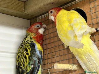 Parakeets birds for sale - Advert 1