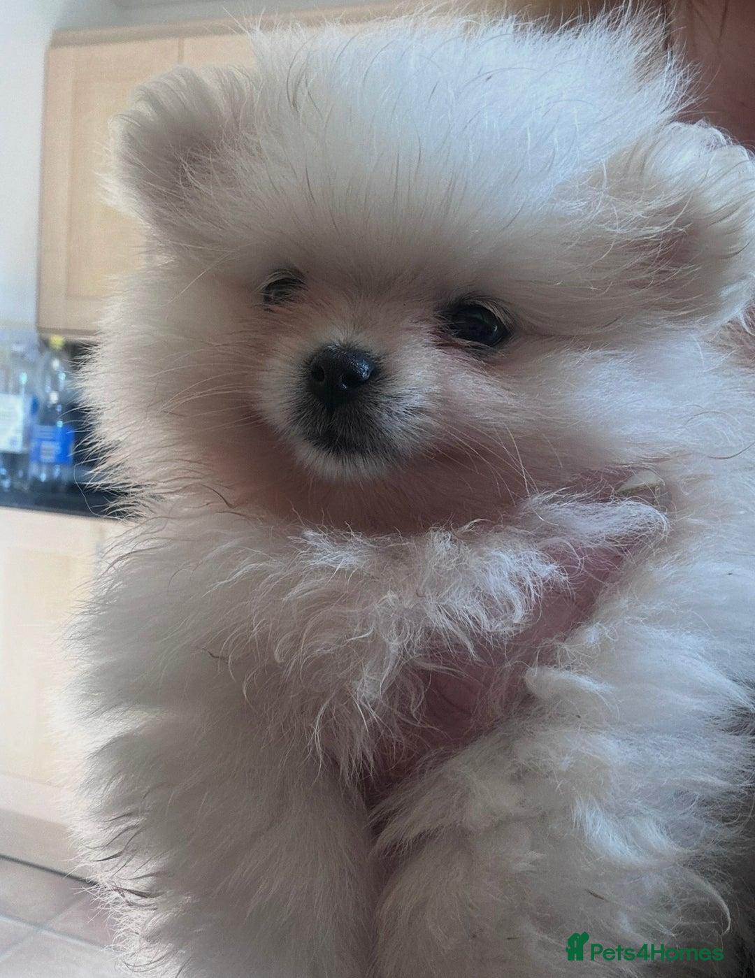 Pomeranian dogs for sale: KC Pomeranian girl - Advert 4