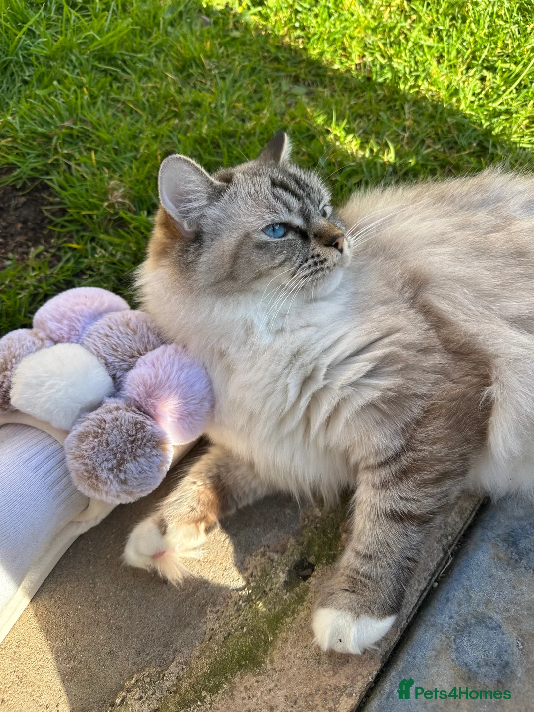 Ragdoll cats for sale: Active GCCF-registered Tabby Ragdoll  - Advert 4