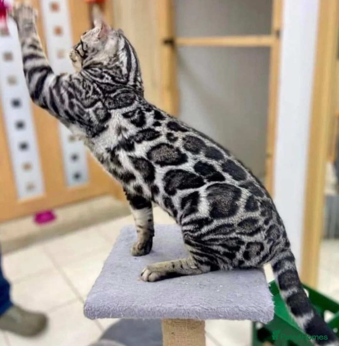 Bengal cats for sale: Outstanding Tica Show quality bengal kitten's - Advert 1