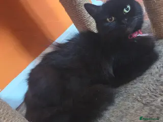 Mixed Breed cats Beautiful maincoon cross kittens - Advert 3