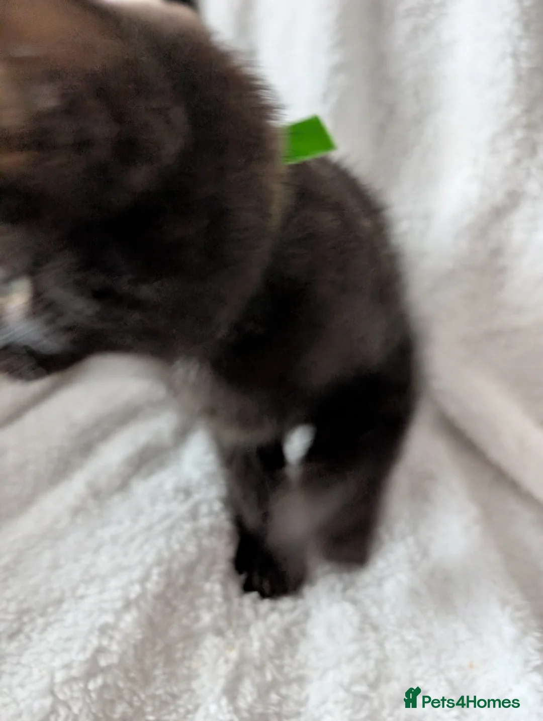 Ragdoll cats for sale: Ragdoll kittens  - Advert 11