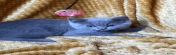 Mixed Breed cats for sale: 🏆GCCF Elizabeth (Ragdoll) x Toras (BSH) kittens🐾 - Advert 16