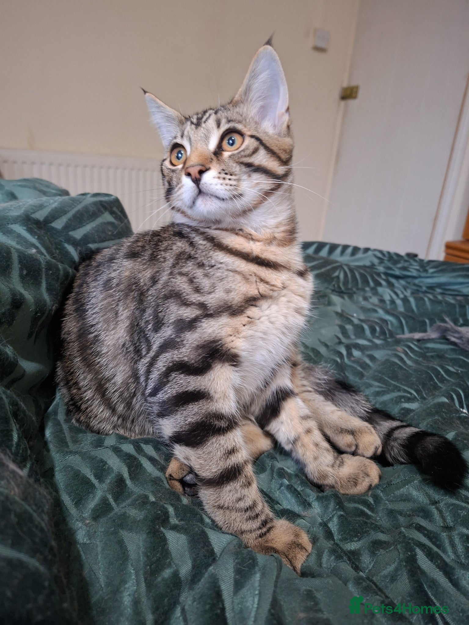 Mixed Breed cats 4 boys,XL Bengal × Maine Coon  - Advert 15