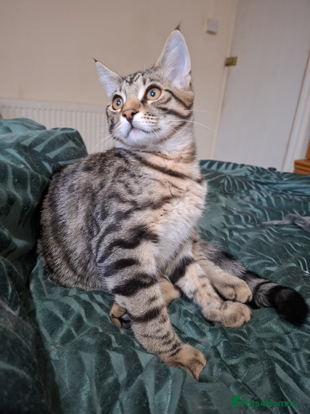 Mixed Breed cats for sale: 4 boys,XL Bengal × Maine Coon  - Advert 1