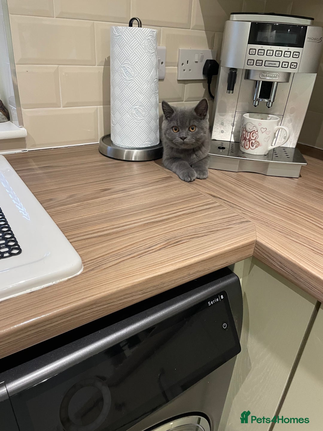 British Shorthair cats for sale: British Blue  - Image 3