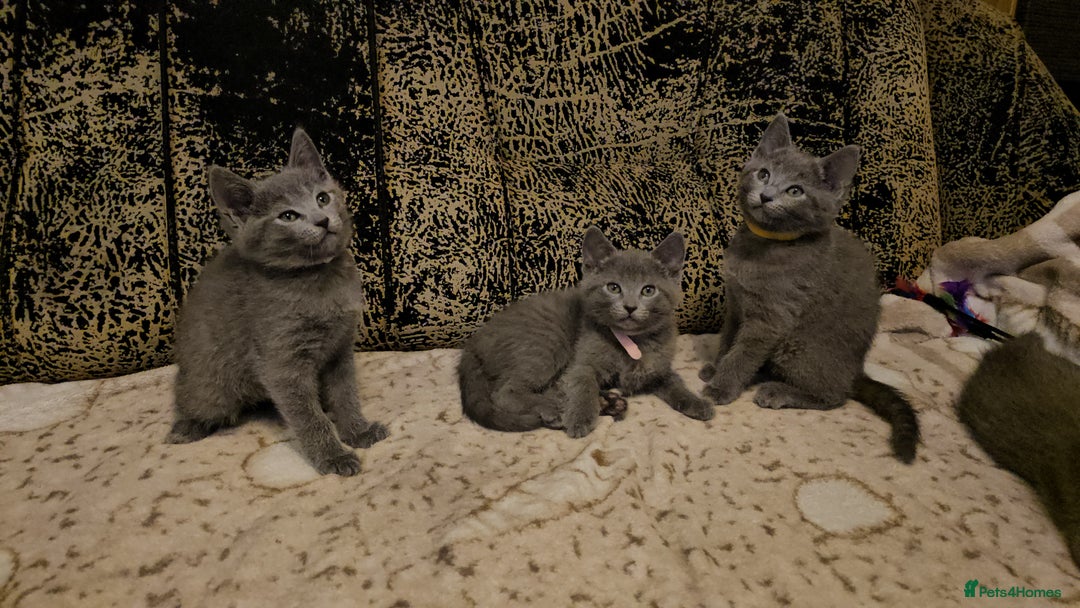 Russian Blue cats for sale: **TICA full pedigree Russian Blue kittens - Advert 15