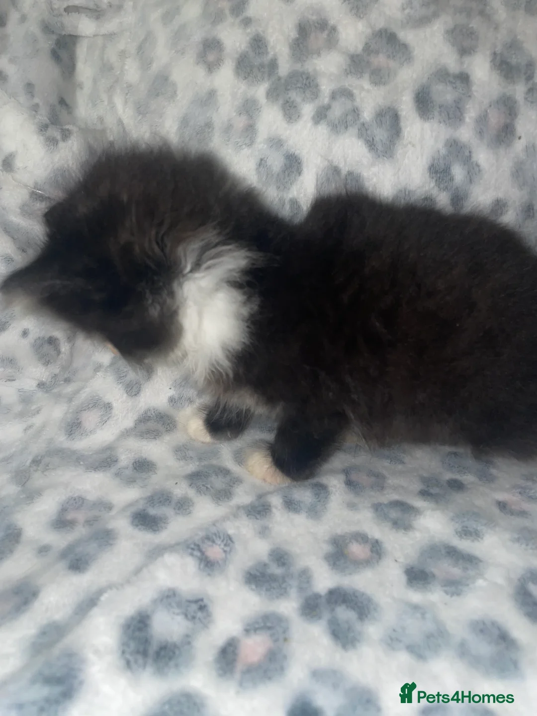 Mixed Breed cats for sale: ready to leave now! black and white kittens - Advert 3