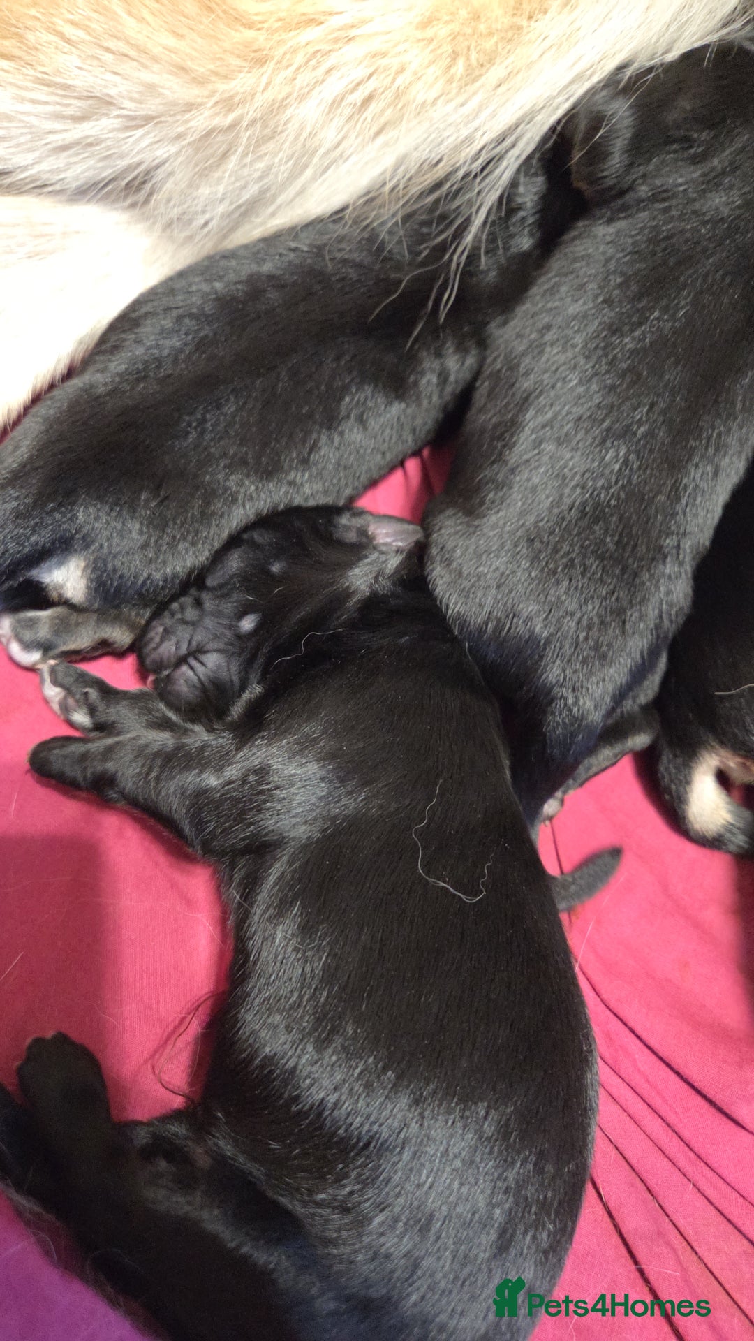 Mixed Breed dogs for sale: Shollies  - Image 5