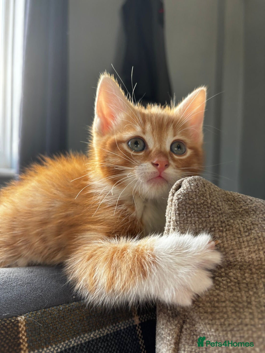 Mixed Breed cats for sale: 2 girls and 2 boys  - Advert 3