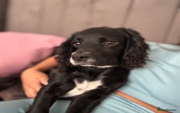 Cocker Spaniel dogs for sale: Rehome  - Image 4