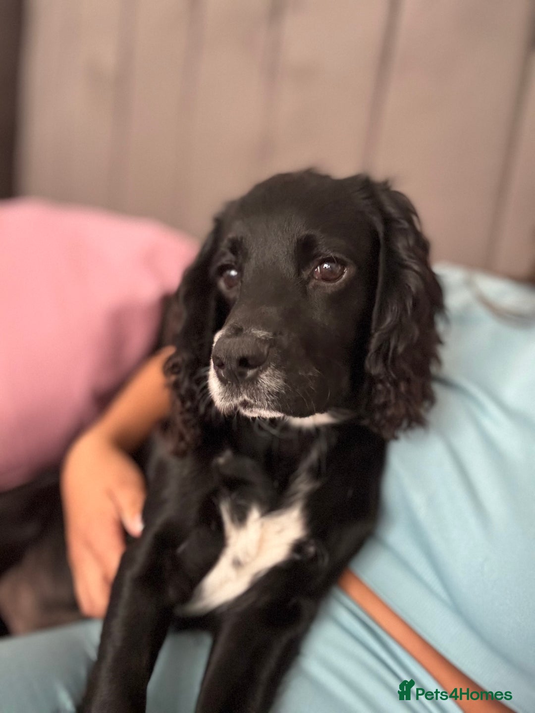 Cocker Spaniel dogs for sale: Rehome  - Image 4