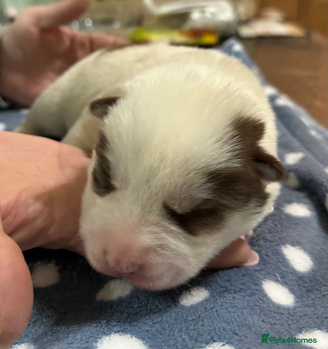 Siberian Husky dogs for sale: 4 Beautiful Siberian Husky Puppies - Advert 9