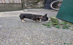 French Bulldog dogs for sale: Male french bulldog - Image 4