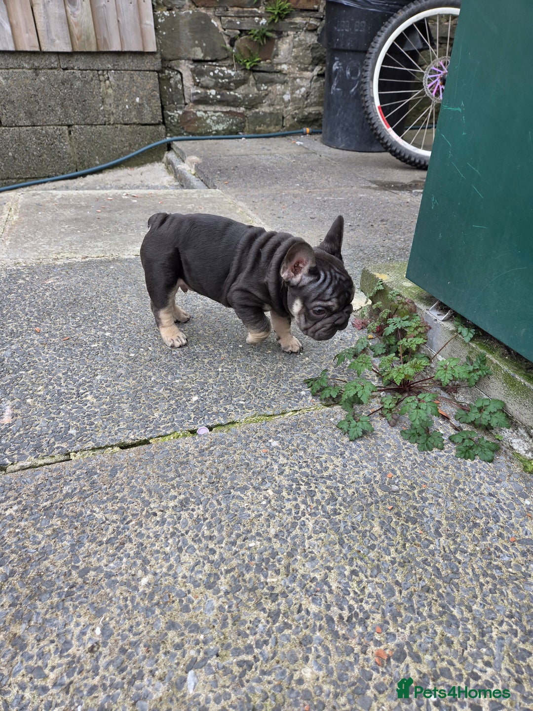 French Bulldog dogs for sale: Male french bulldog - Image 4