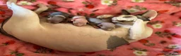 Sphynx cats for sale: Canadian female syphnx  in Letchworth Garden City - Advert 2