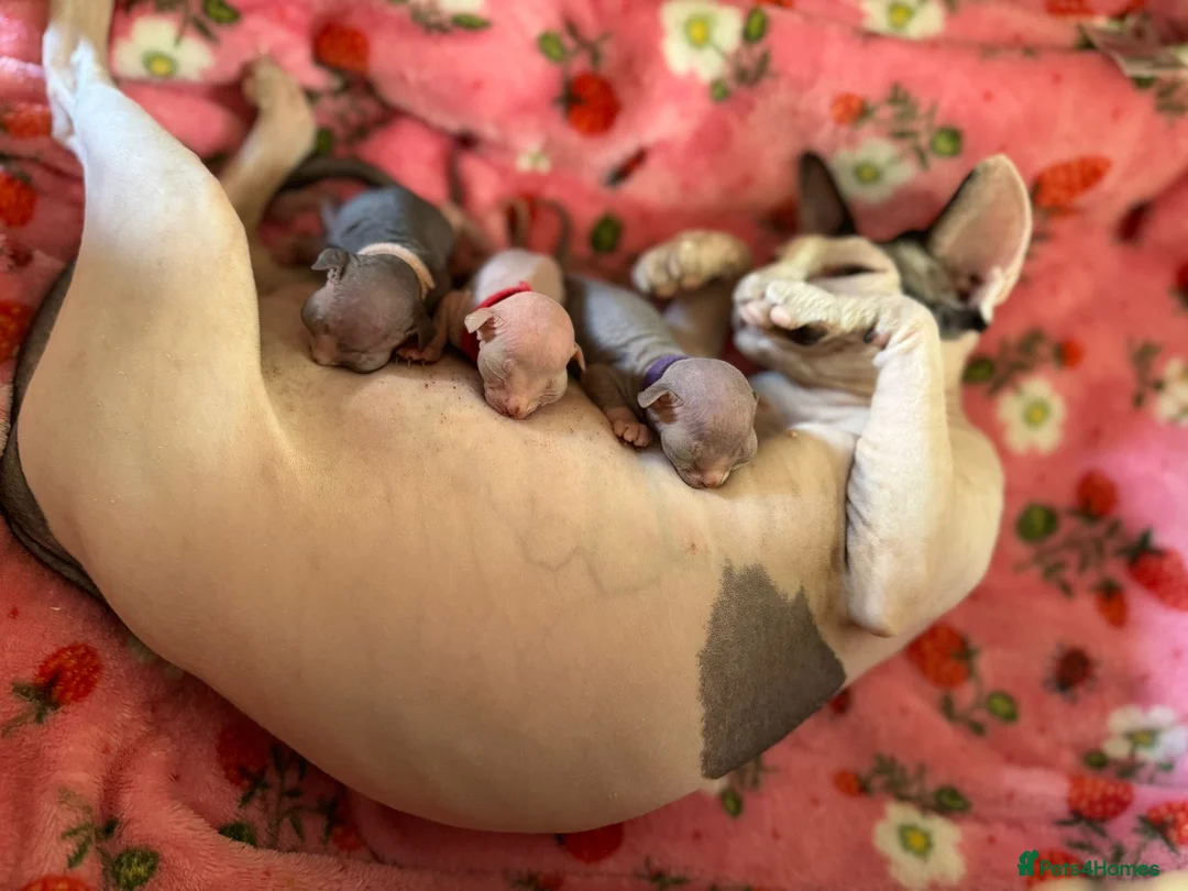 Sphynx cats for sale: Canadian female syphnx  in Letchworth Garden City - Advert 2