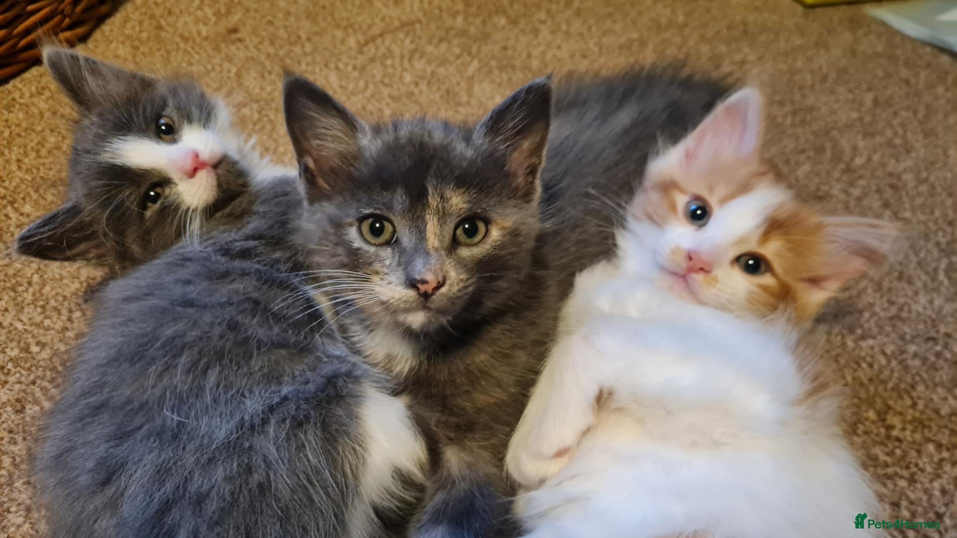 Mixed Breed cats 1 cute british short hair mix girl - Advert 3