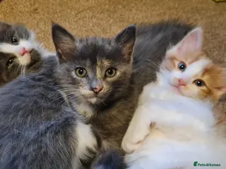 Mixed Breed cats 1 cute british short hair mix girl - Advert 3