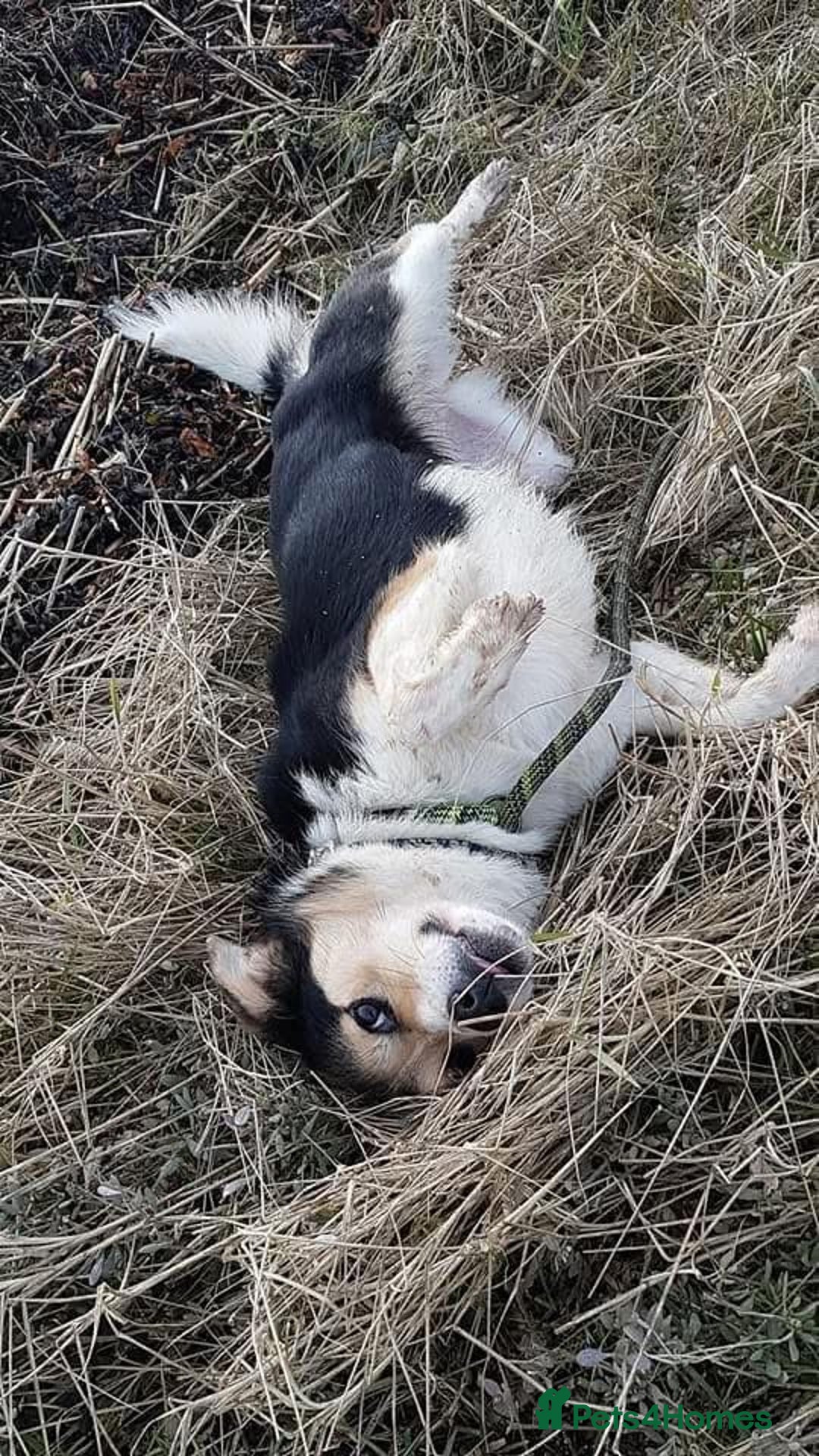 Mixed Breed dogs for adoption: Tara - Norwich Norfolk  - Advert 8