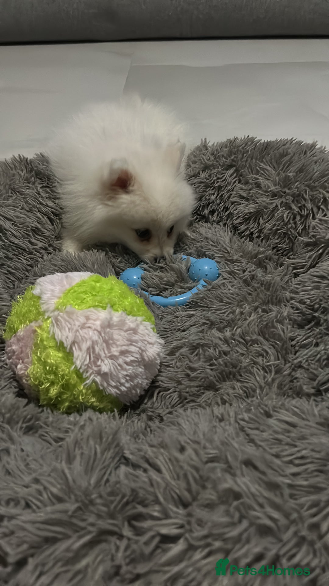 Pomeranian dogs for sale: Sweet boy Pomeranian puppy - Advert 2