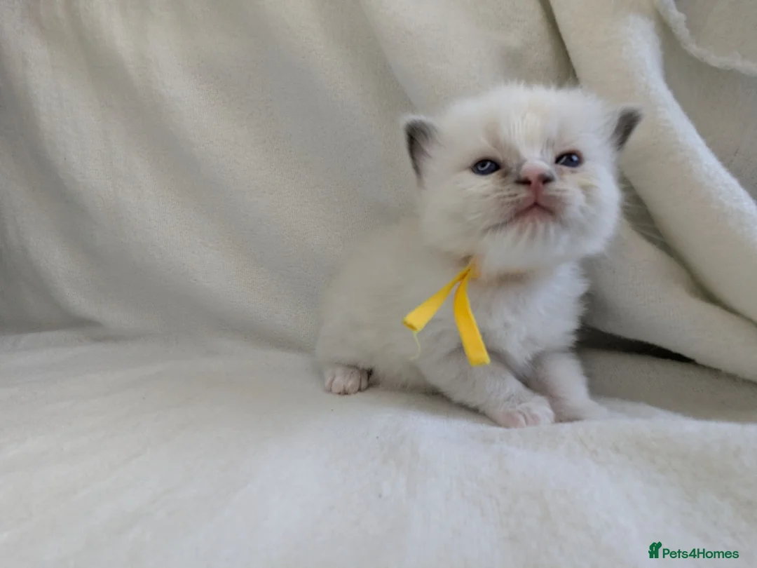 Ragdoll cats for sale: Ragdoll kittens GCCF reg.  - Advert 18
