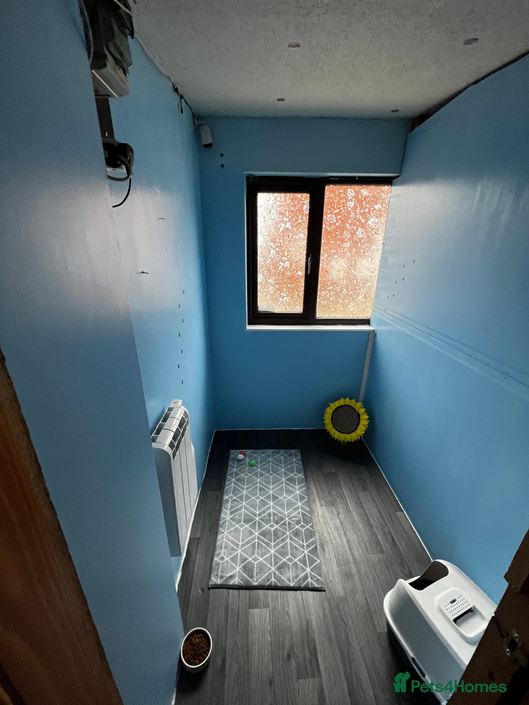 Ragdoll cats for stud: GCCF registered Ragdoll stud in Stoke-on-Trent - Advert 12