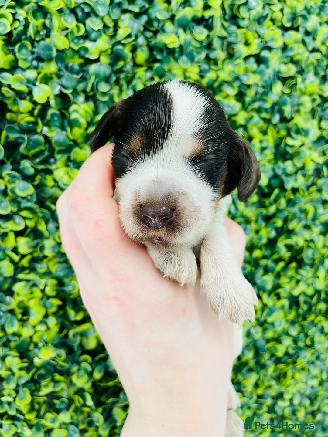 Cocker Spaniel dogs for stud: 🧡🧡 KC REG Stud Orange Roan Show Cocker Spaniel in Northallerton - Advert 16