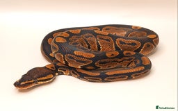 Python Snake reptiles for sale: Royal python 2025 male  - Image 3