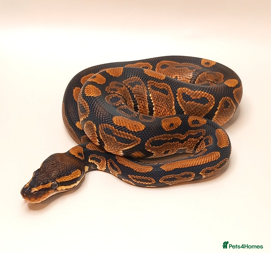 Python Snake reptiles for sale: Royal python 2025 male  - Image 3