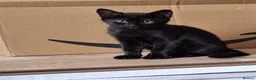 Mixed Breed cats for sale: 3 beautiful 11 week old kittens  - Advert 4