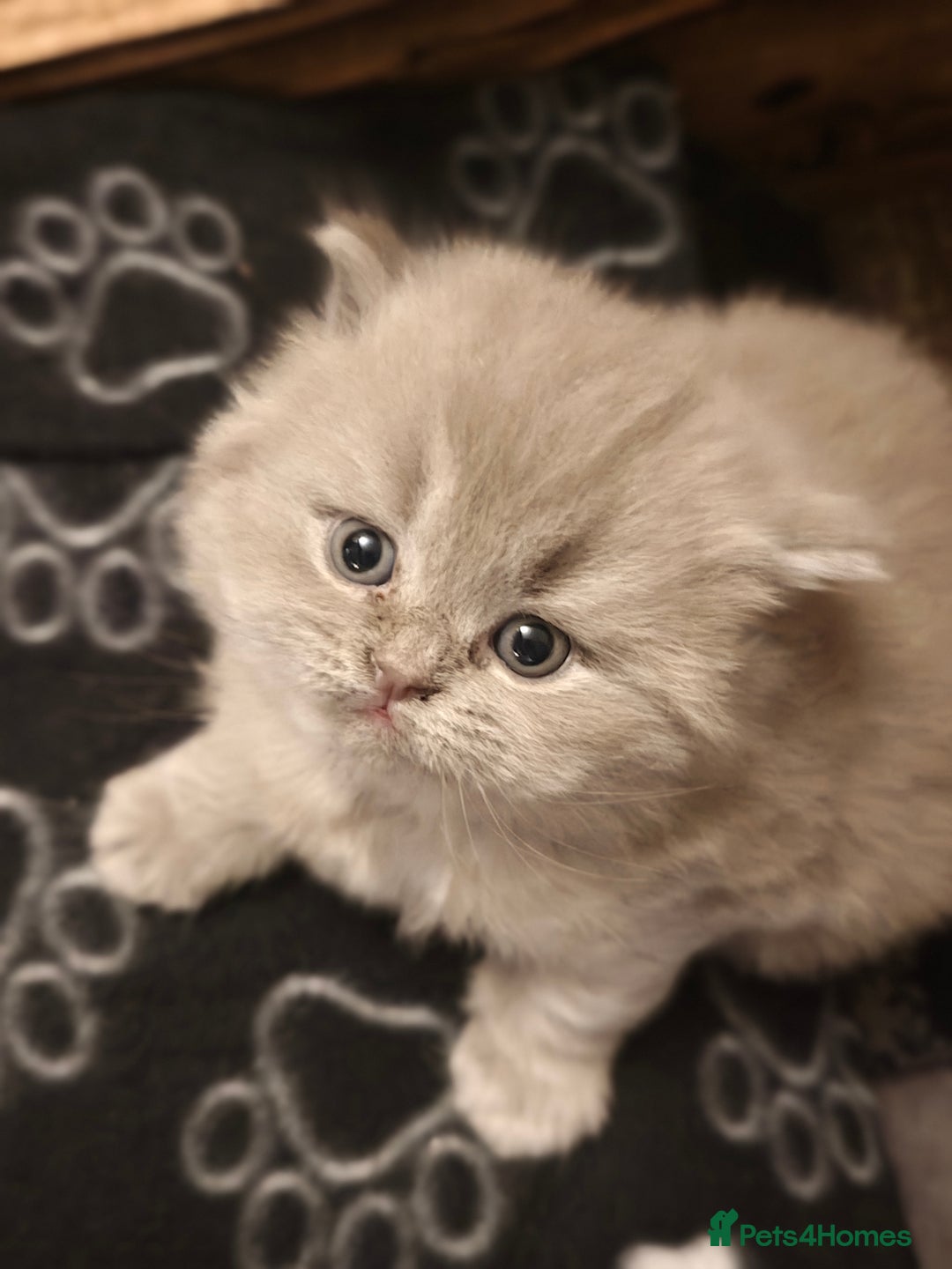 British Shorthair cats for sale: British Shorthair and Longhair  GCCF registered  - Advert 8