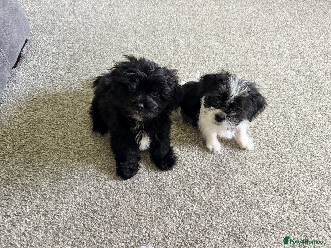 Zuchon dogs for sale: Shihzu x Bichion x Westie - Advert 2