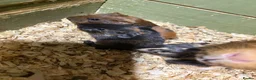 Guinea Pig rodents for sale: 6 week old brothers  - Advert 3